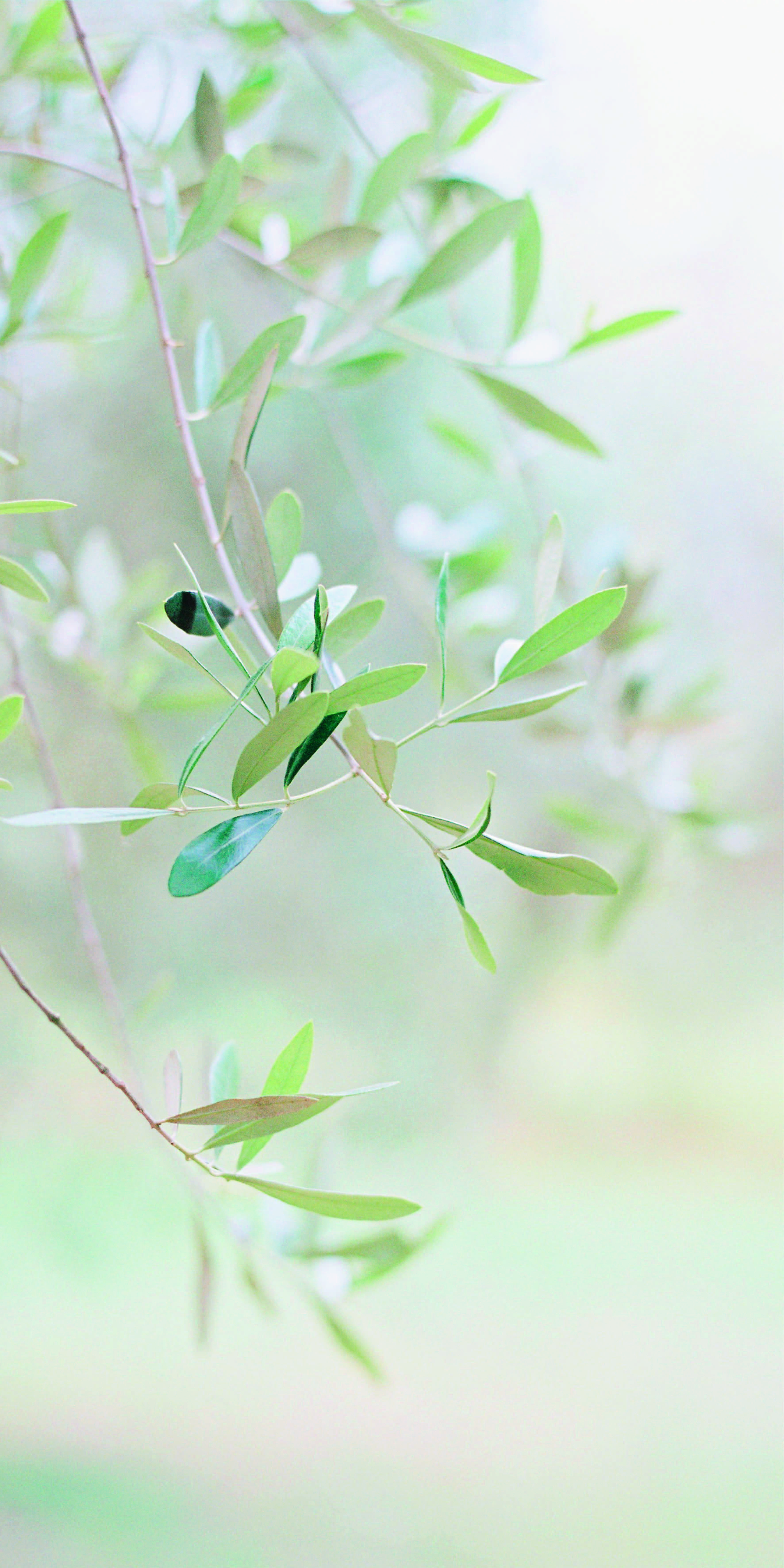Duschrückwand Naturdekor Olive